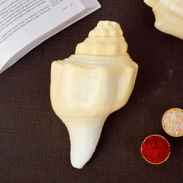 Debadutta Shankh (Turbinella Pyrum) – Sacred Symbol of Peace