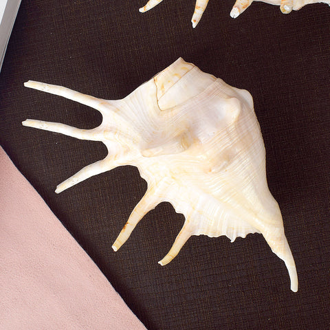 Panchmukhi Shankh (Lambis) for divine protection and energy balance – India’s Largest Pooja Accessories Brand – www.satvikstore.in