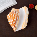 Tiger Shell Shankh (Tricornis) for strength and protection – India’s Largest Pooja Accessories Brand – www.satvikstore.in