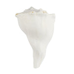 10cm Regular Dakshinavarti Shankh (Conch Shell)